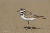 Killdeer