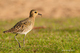 Pacific Golden-Plover, Hawaii, winter