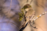 Eastern Phoebe with nesting material