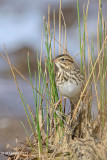 Savannah Sparrow