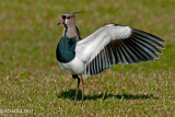 Southern Lapwing