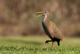 Giant Wood Rail