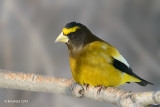 Evening Grosbeak, male