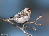 Hoary Redpoll