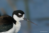 Black-necked Stilt, Texas