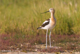 American Avocet, fall plumage