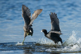 Squabbling coots