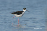 Black-necked Stilt