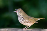 Ovenbird