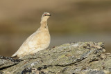 Rock Ptarmigan, male, Nome, Alaska