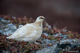 Rock Ptarmigan, male, Nome, Alaska