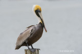Brown Pelican, Rockport, Texas