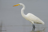 Great Egret, Rockport, Texas