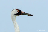 Whoopig Cranes, Rockport, Texas