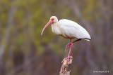 White Ibis, Missouri City, Texas