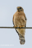Red-shouldered Hawk, Missouri City, Texas