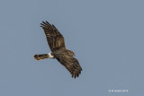 Northern Harrier, Corpus Christi, Texas