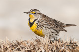 Western Meadowlark, Blucher, Saskatchewan