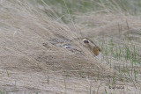 Jack Rabbit