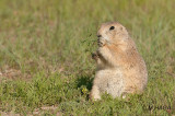 Prairie Dogs, Grasslands National Park