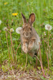 Snowshoe Hare, Gabriel Dumont Park, Saskatoon