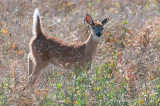 White Tailed Deer, near Blackstrap