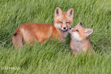 Red Fox,  juveniles, Saskatoon