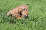 Red Fox, juveniles, Saskatoon