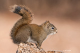 Red Squirrel