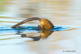 The tail end of a Muskrat taken at the Saskatoon Forestry Farm Park