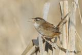Marsh Wren