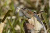 Marsh Wren
