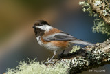 Chestnut-backed Chickadee