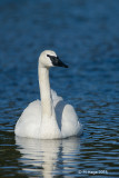 Tundra Swan