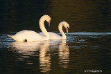 Mute Swan