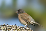Dark-eyed Junco, Oregon subspecies