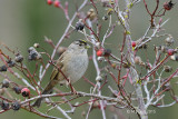 Golden-crowned Sparrow