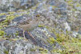 Golden-crowned Sparrow