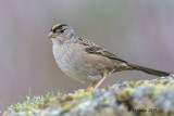 Golden-crowned Sparrow