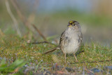 Golden-crowned Sparrow