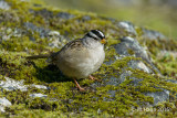 White-crowned Sparrow