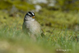 White-crowned Sparrow