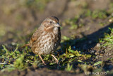 Song Sparrow