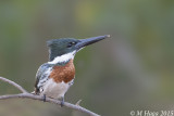 Amazon Kingfisher, male, Pantanal
