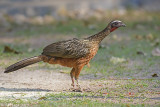 Chestnut-bellied Guan, Pantanal