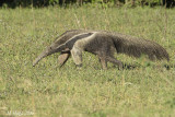 Giant Anteater, Pantanal