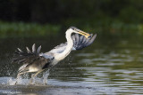 Cocoi Heron, Pantanal