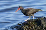 Black Oystercatcher