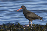 Black Oystercatcher