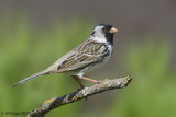 Harriss Sparrow, spring